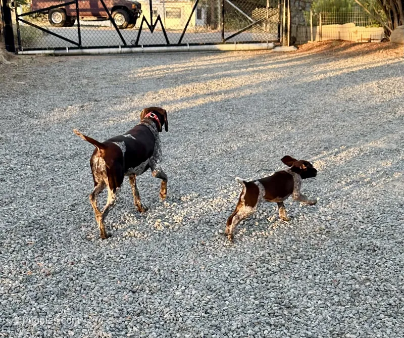 Tom Bombadil – German Shorthaired Pointer puppy for sale in San Diego, CA