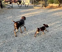 Tom Bombadil, a male German Shorthaired Pointer for sale in San Diego, CA – 1 of 4
