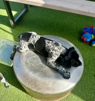 Boromir, a male German Shorthaired Pointer for sale in San Diego, CA – 2 of 4