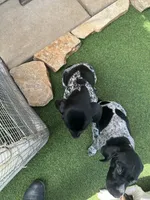 Boromir, a male German Shorthaired Pointer for sale in San Diego, CA – 4 of 4