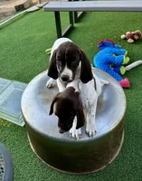 Samewise, a male German Shorthaired Pointer for sale in San Diego, CA – 4 of 7