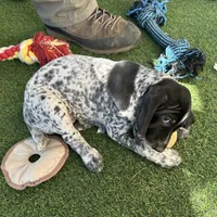 Brigitta, a female German Shorthaired Pointer for sale in San Diego, CA – 2 of 3