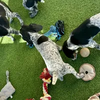 Brigitta, a female German Shorthaired Pointer for sale in San Diego, CA – 3 of 3