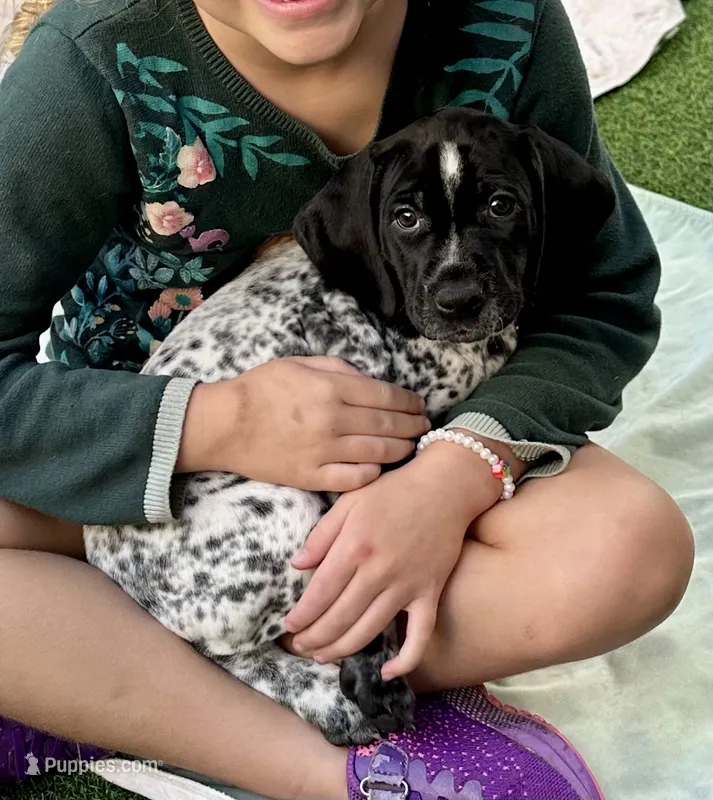 Brigitta – German Shorthaired Pointer puppy for sale in San Diego, CA