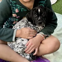 Brigitta, a female German Shorthaired Pointer for sale in San Diego, CA – 1 of 3