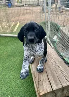 Gandolf, a male German Shorthaired Pointer for sale in San Diego, CA – 3 of 4