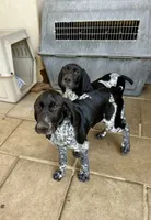 Faramire, a male German Shorthaired Pointer for sale in San Diego, CA – 4 of 10