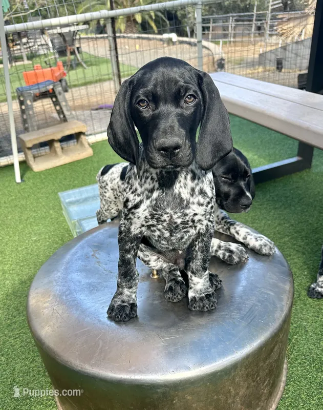 Boromir – German Shorthaired Pointer puppy for sale in San Diego, CA