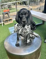 Boromir, a male German Shorthaired Pointer for sale in San Diego, CA – 1 of 4