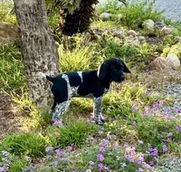 Faramire, a male German Shorthaired Pointer for sale in San Diego, CA – 3 of 10