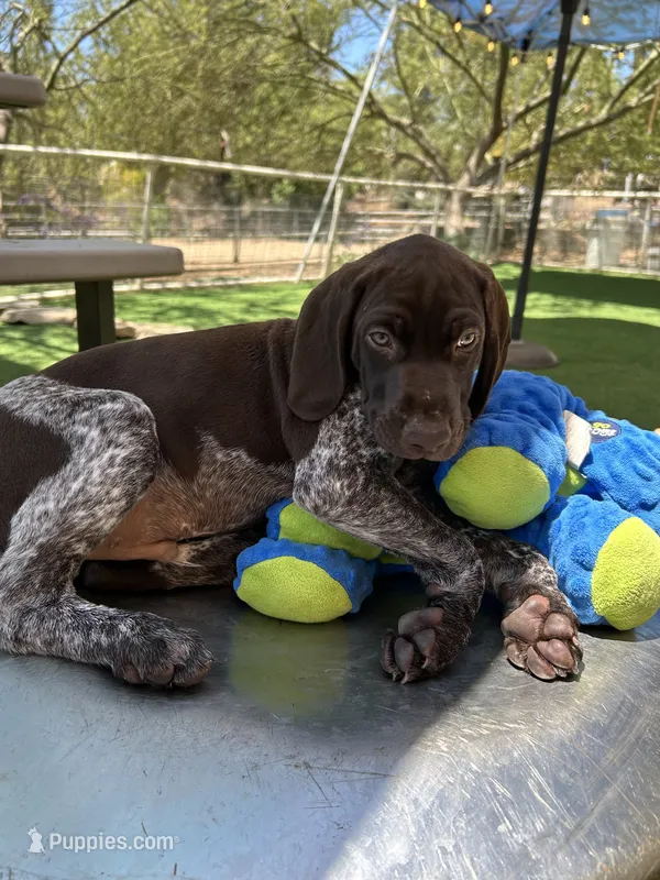 Tom Bombadil – German Shorthaired Pointer puppy for sale in San Diego, CA