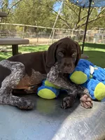 Tom Bombadil, a male German Shorthaired Pointer for sale in San Diego, CA – 4 of 4