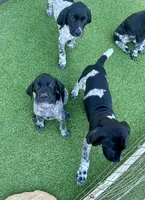 Faramir, a male German Shorthaired Pointer for sale in San Diego, CA – 3 of 4