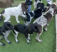 Faramir, a male German Shorthaired Pointer for sale in San Diego, CA – 4 of 4