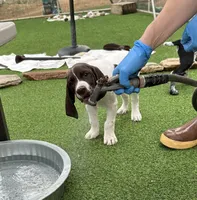 Samewise, a male German Shorthaired Pointer for sale in San Diego, CA – 3 of 7