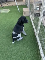 Faramir, a male German Shorthaired Pointer for sale in San Diego, CA – 2 of 4