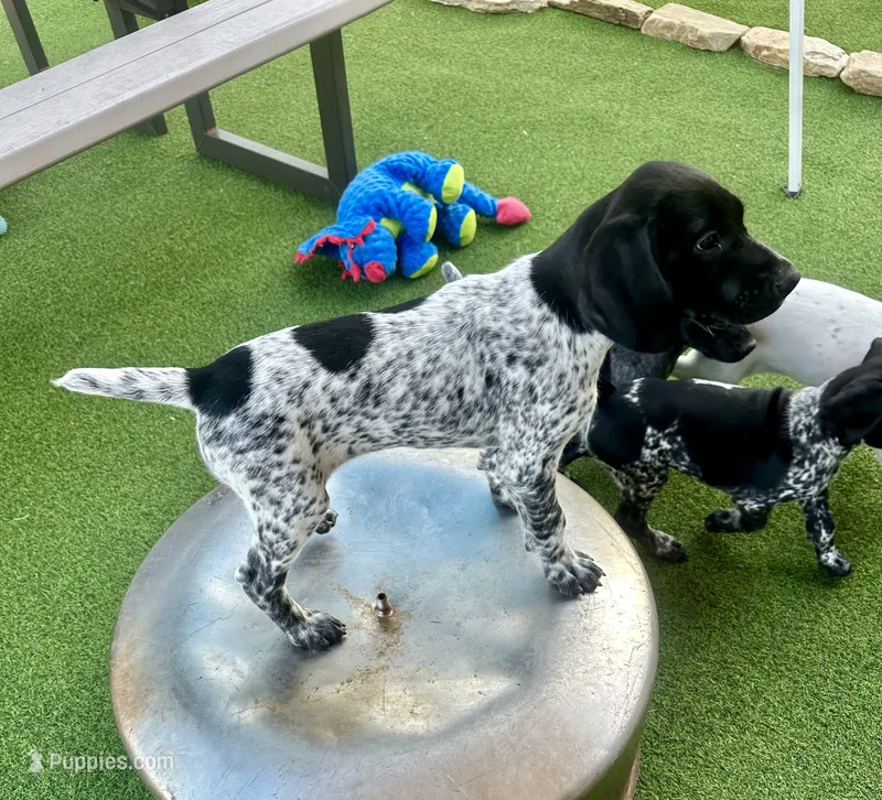 Legolassie – German Shorthaired Pointer puppy for sale in San Diego, CA