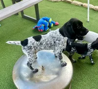 Legolassie, a female German Shorthaired Pointer for sale in San Diego, CA – 1 of 7