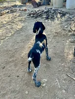 Faramire, a male German Shorthaired Pointer for sale in San Diego, CA – 8 of 10