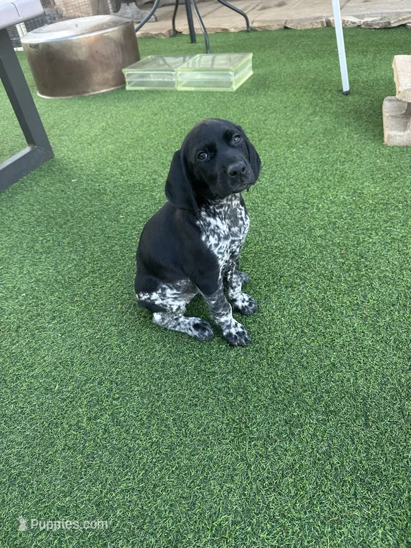 Faramir – German Shorthaired Pointer puppy for sale in San Diego, CA