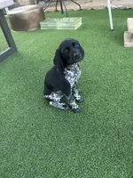 Faramir, a male German Shorthaired Pointer for sale in San Diego, CA – 1 of 4