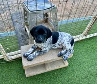 Legolassie, a female German Shorthaired Pointer for sale in San Diego, CA – 4 of 7