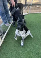 Legolassie, a female German Shorthaired Pointer for sale in San Diego, CA – 7 of 7