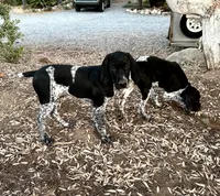 Faramire, a male German Shorthaired Pointer for sale in San Diego, CA – 10 of 10