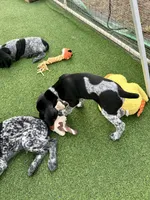 Gandolf, a male German Shorthaired Pointer for sale in San Diego, CA – 4 of 4