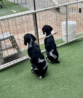 Faramire, a male German Shorthaired Pointer for sale in San Diego, CA – 7 of 10