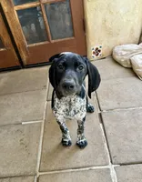 Faramire, a male German Shorthaired Pointer for sale in San Diego, CA – 6 of 10