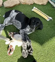 Faramire, a male German Shorthaired Pointer for sale in San Diego, CA – 9 of 10