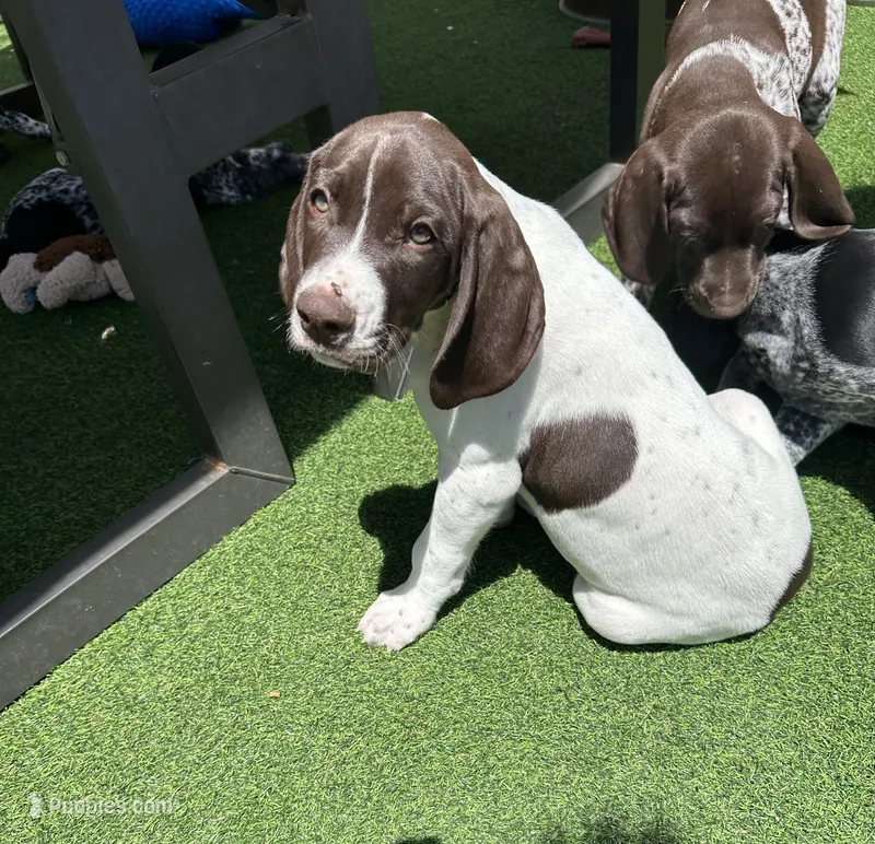 Samewise – German Shorthaired Pointer puppy for sale in San Diego, CA