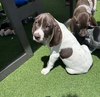 Samewise, a male German Shorthaired Pointer for sale in San Diego, CA – 1 of 7