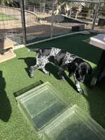 Boromir, a male German Shorthaired Pointer for sale in San Diego, CA – 3 of 4