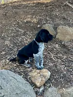 Gandalf, a male German Shorthaired Pointer for sale in San Diego, CA – 5 of 6