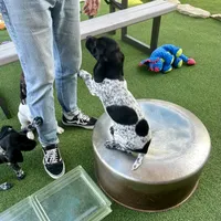 Legolassie, a female German Shorthaired Pointer for sale in San Diego, CA – 5 of 7