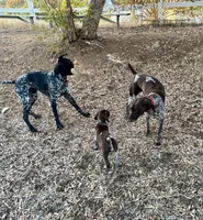 Tom Bombadil, a male German Shorthaired Pointer for sale in San Diego, CA – 3 of 4