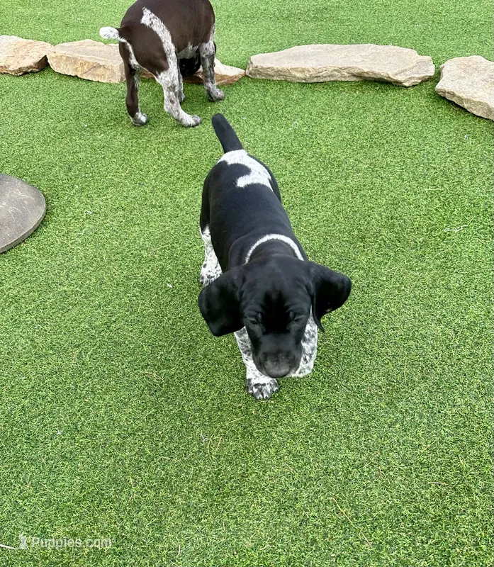 Gandolf – German Shorthaired Pointer puppy for sale in San Diego, CA