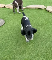 Gandolf, a male German Shorthaired Pointer for sale in San Diego, CA – 1 of 4