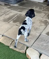 Legolassie, a female German Shorthaired Pointer for sale in San Diego, CA – 6 of 7
