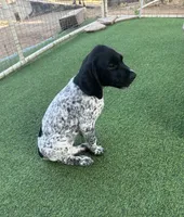 Legolassie, a female German Shorthaired Pointer for sale in San Diego, CA – 3 of 7