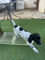 Legolassie, a female German Shorthaired Pointer for sale in San Diego, CA – 2 of 7