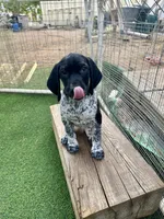 Gandolf, a male German Shorthaired Pointer for sale in San Diego, CA – 2 of 4
