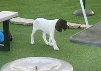 Samewise, a male German Shorthaired Pointer for sale in San Diego, CA – 5 of 7