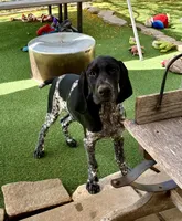 Faramire, a male German Shorthaired Pointer for sale in San Diego, CA – 2 of 10