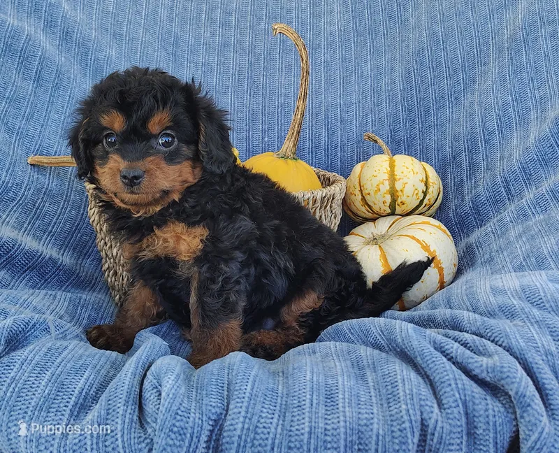 Snoopy – Yorkipoo puppy for sale in Fredericksburg, OH