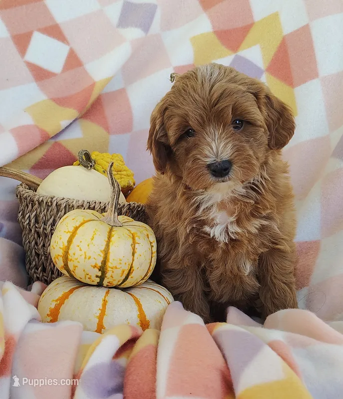 Sugar  – Yorkipoo puppy for sale in Fredericksburg, OH