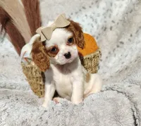 Twinkle , a female Cavapoo for sale in Fredericksburg, OH – 3 of 6