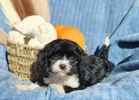 Trevor , a male Cavapoo for sale in Fredericksburg, OH – 5 of 6